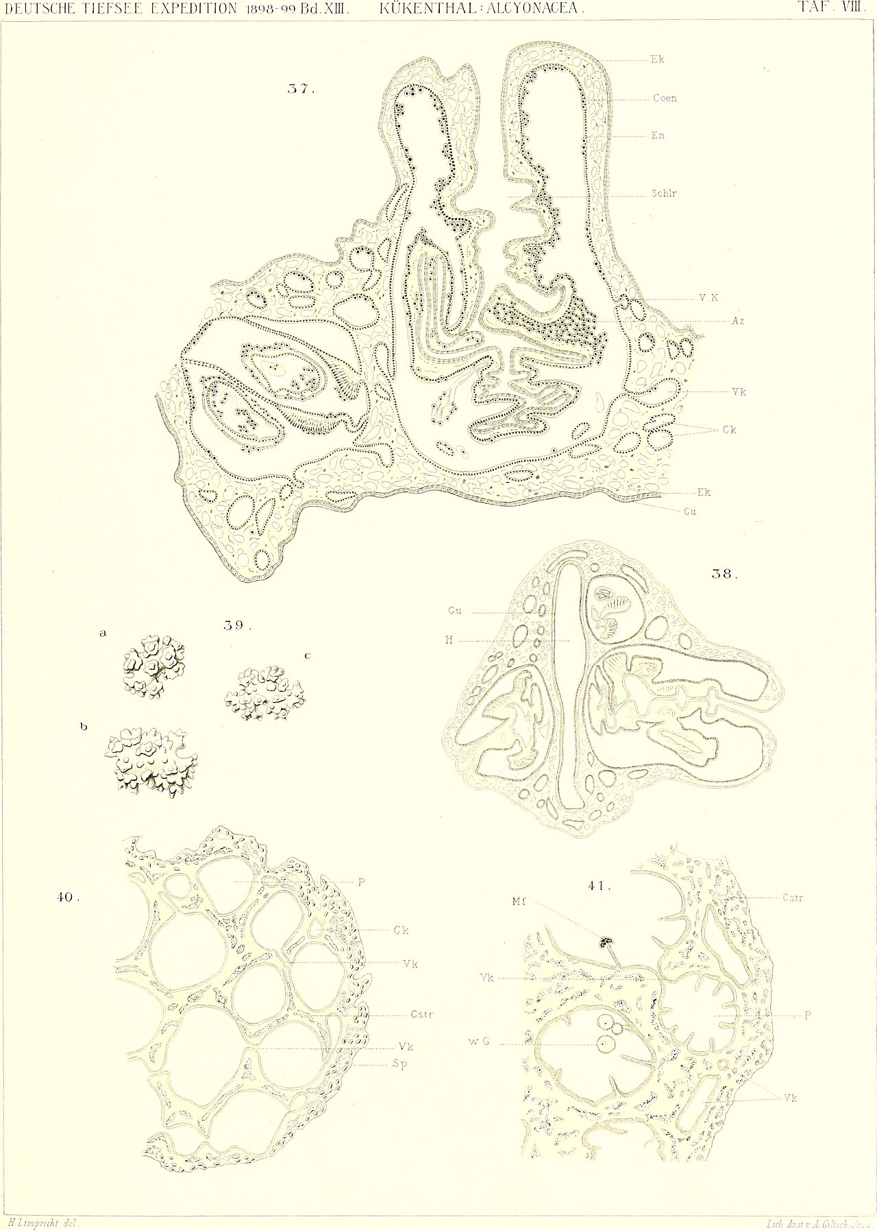 Alcyonacea
