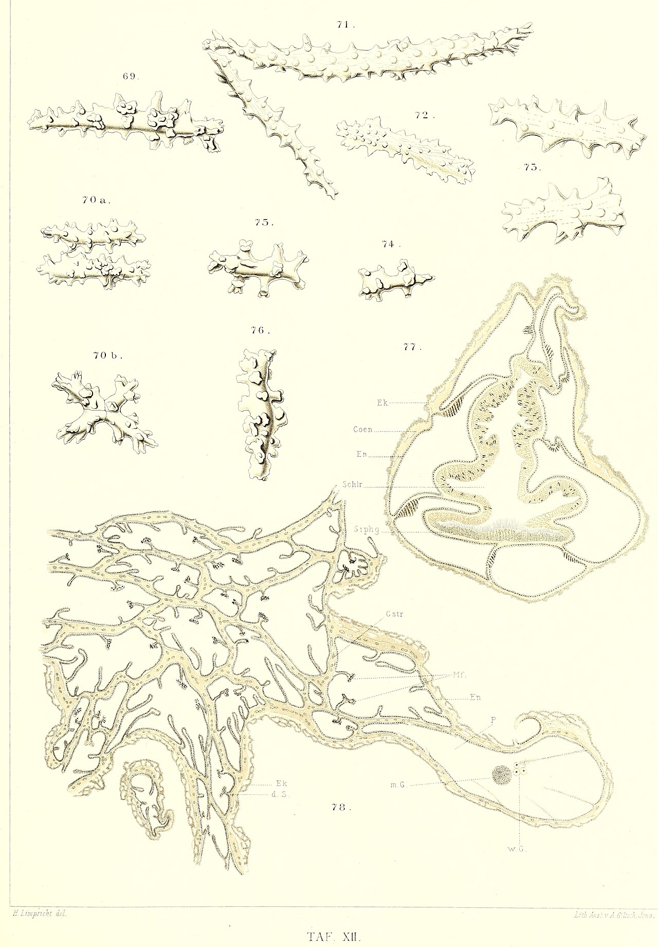 Alcyonacea