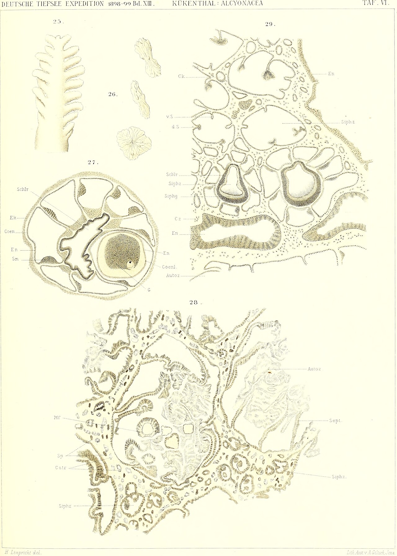 Alcyonacea