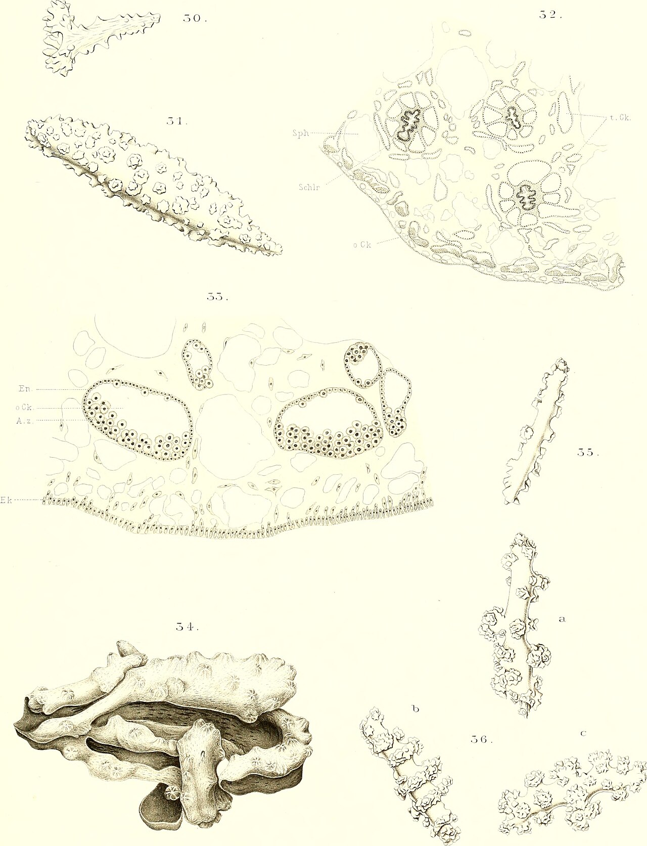 Alcyonacea