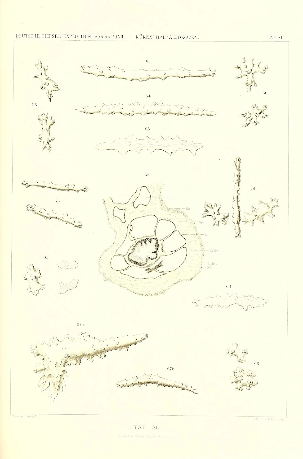Alcyonacea