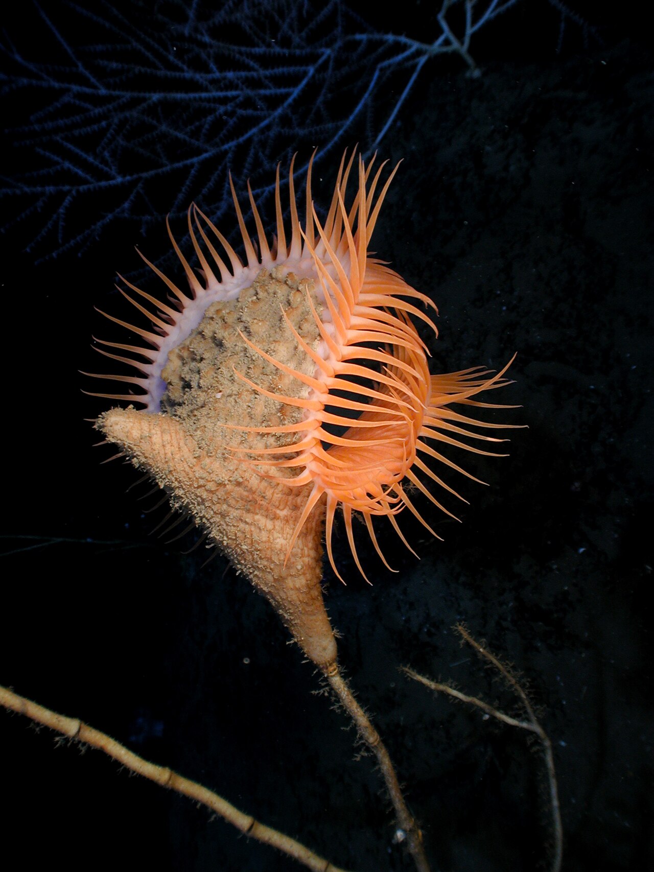 Aurelia (cnidarian)