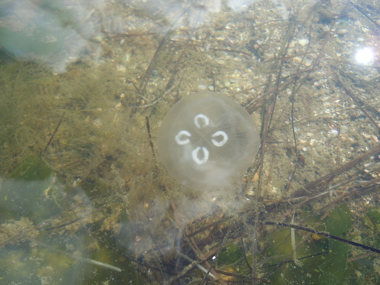 Aurelia (cnidarian)