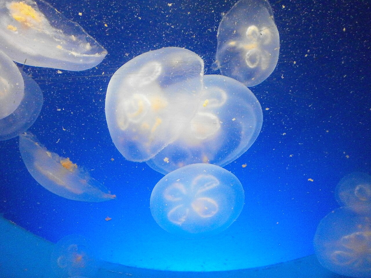 Aurelia (cnidarian)