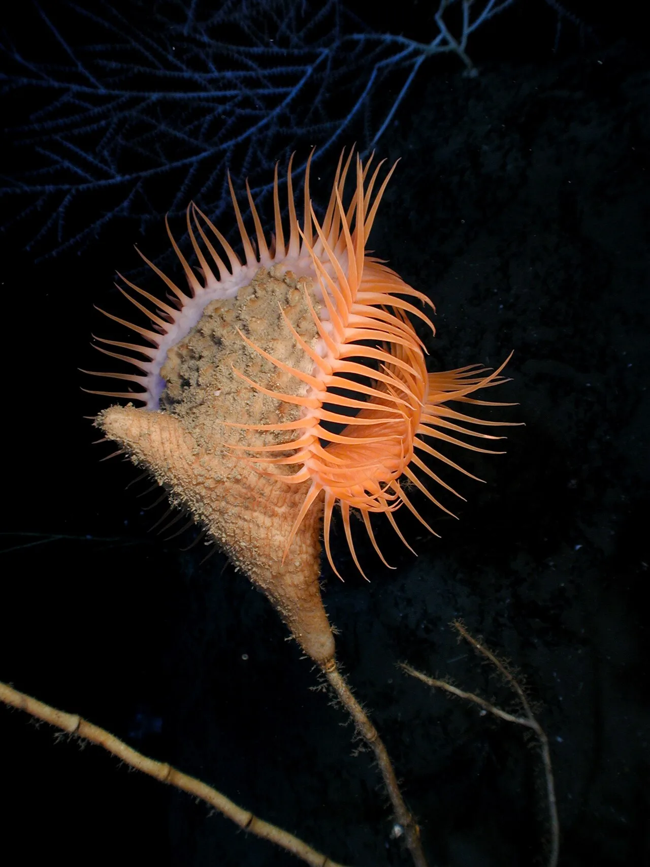 Aurelia (cnidarian)