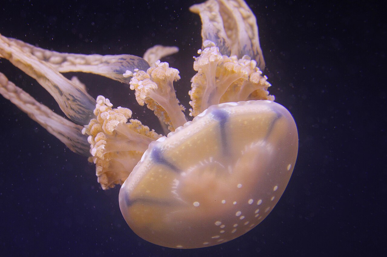 Box jellyfish