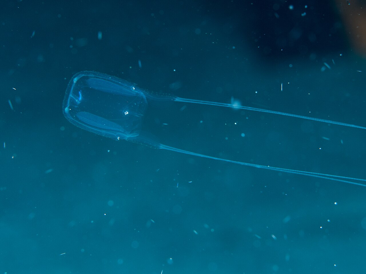 Box jellyfish