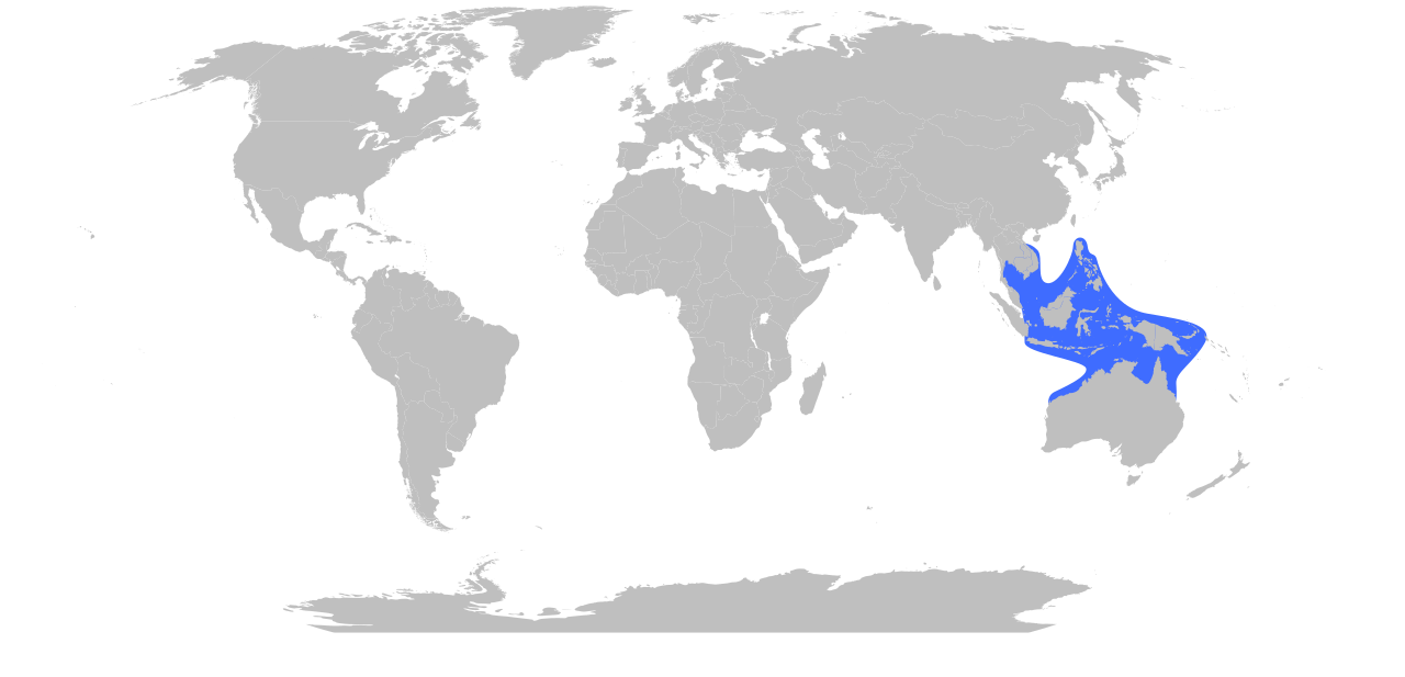 Chironex fleckeri