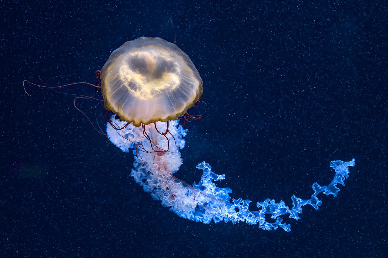 Chrysaora fuscescens