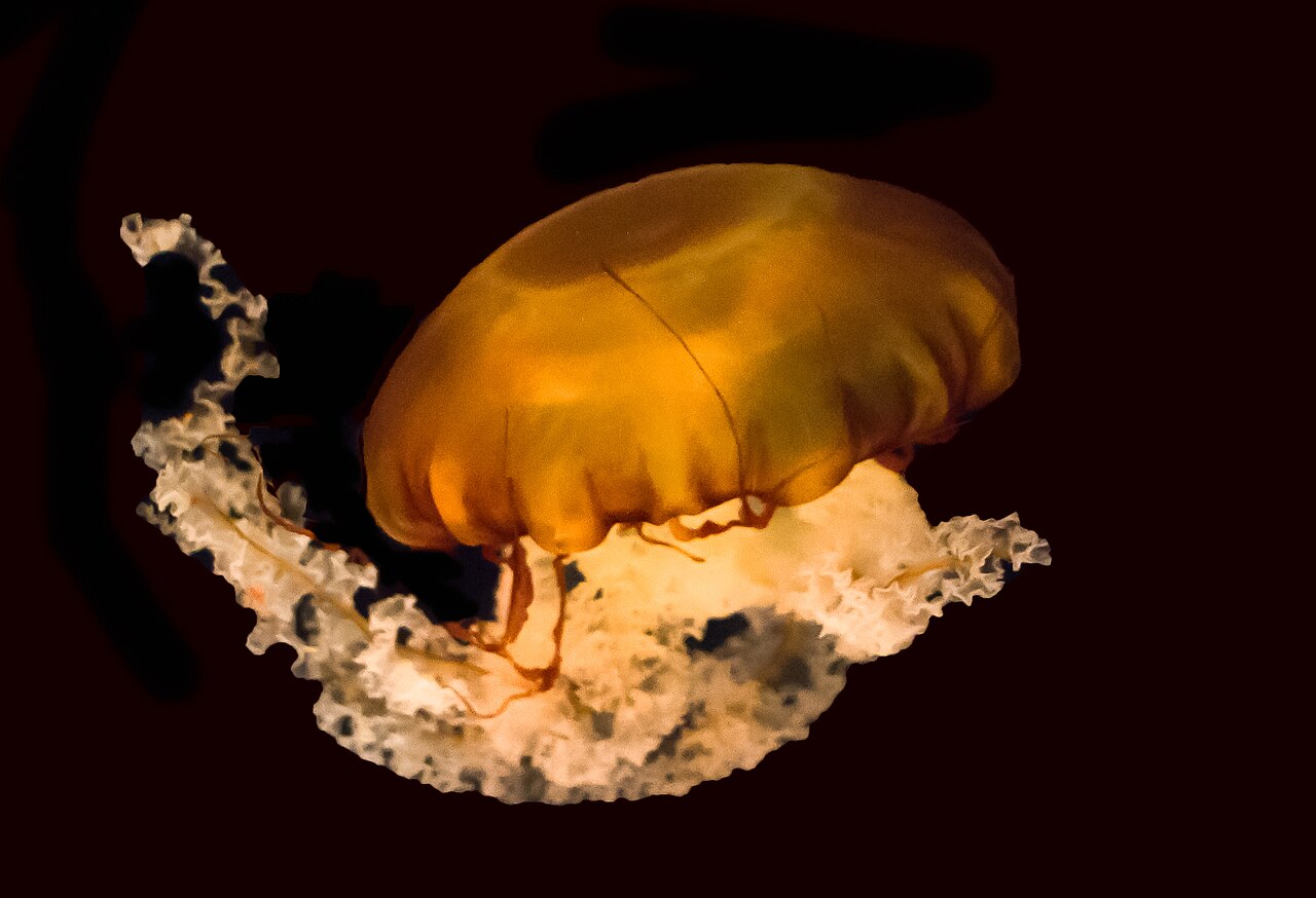 Chrysaora fuscescens