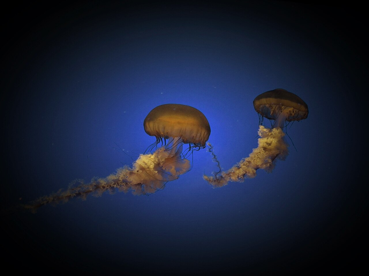 Chrysaora fuscescens