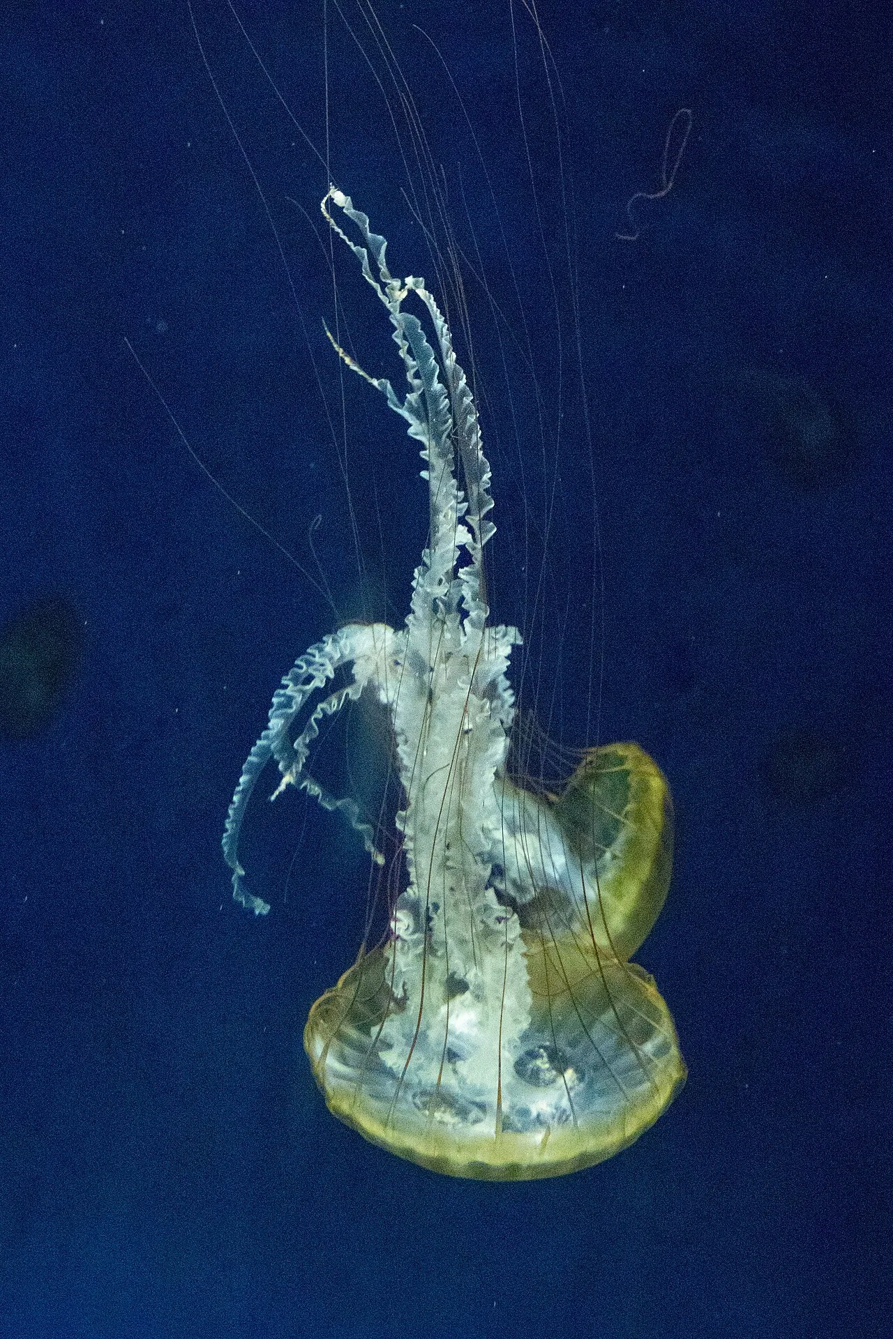 Chrysaora fuscescens