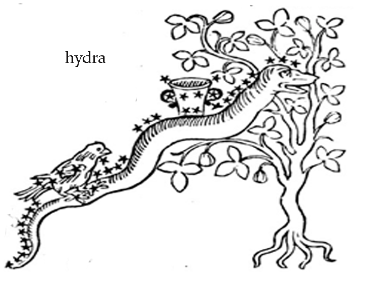 Hydra (genus)
