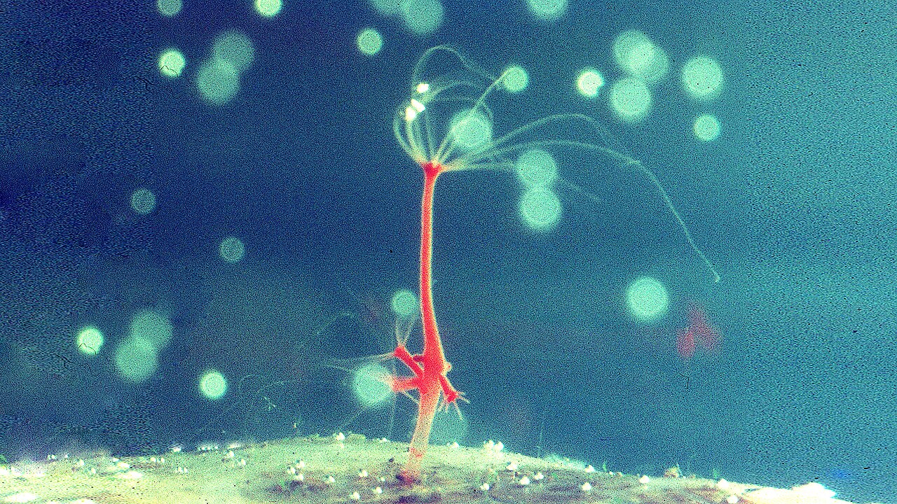 Hydra (genus)