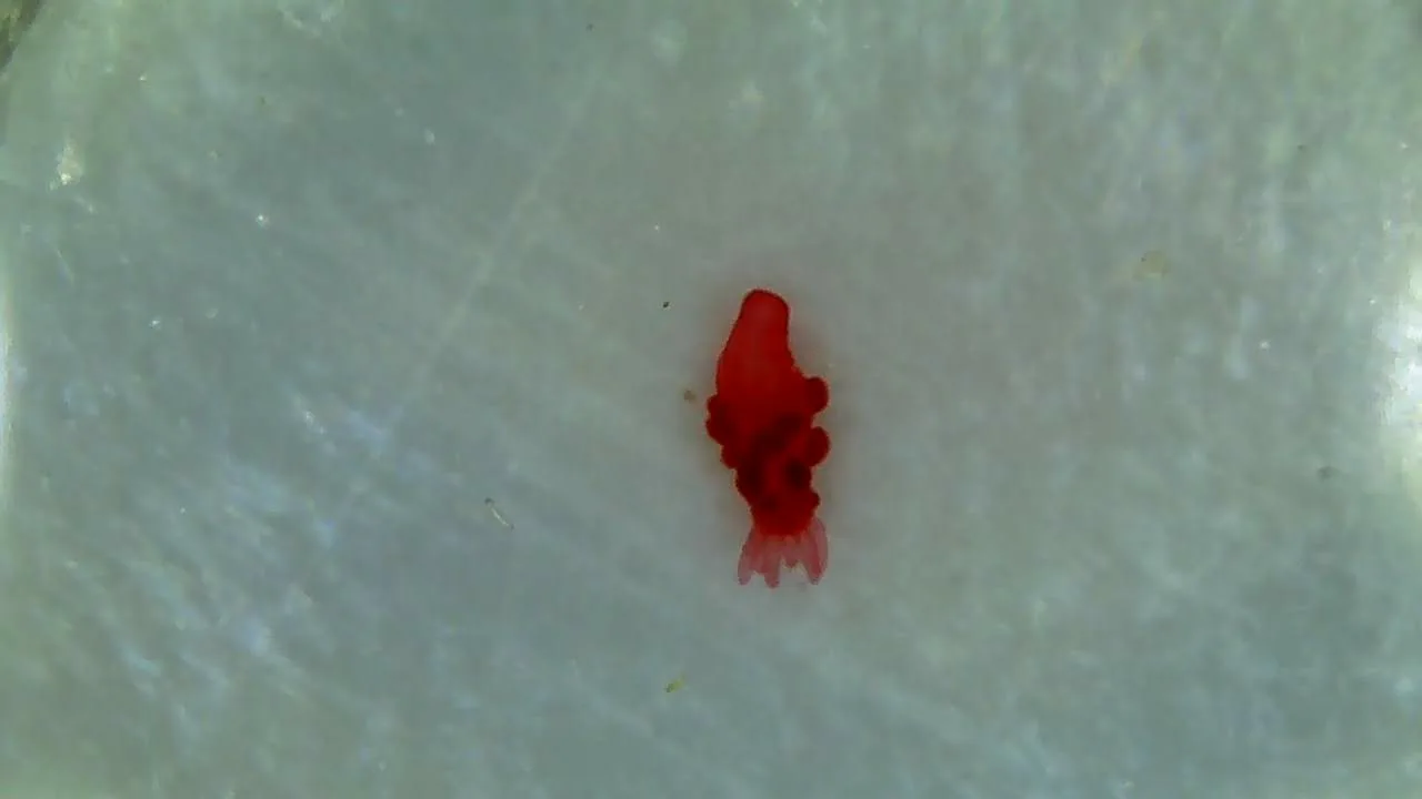 Hydra (genus)