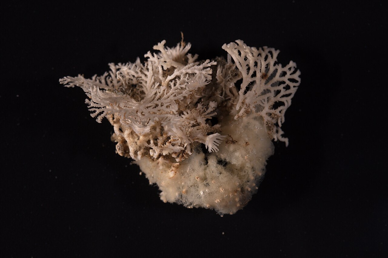 Hydrozoa