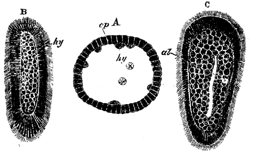 Hydrozoa