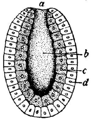 Hydrozoa