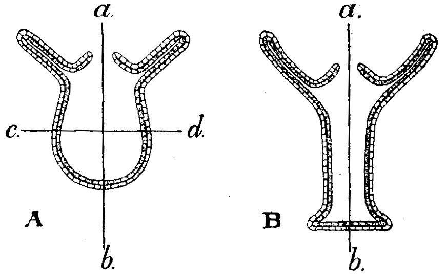 Hydrozoa