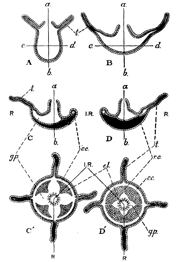 Hydrozoa