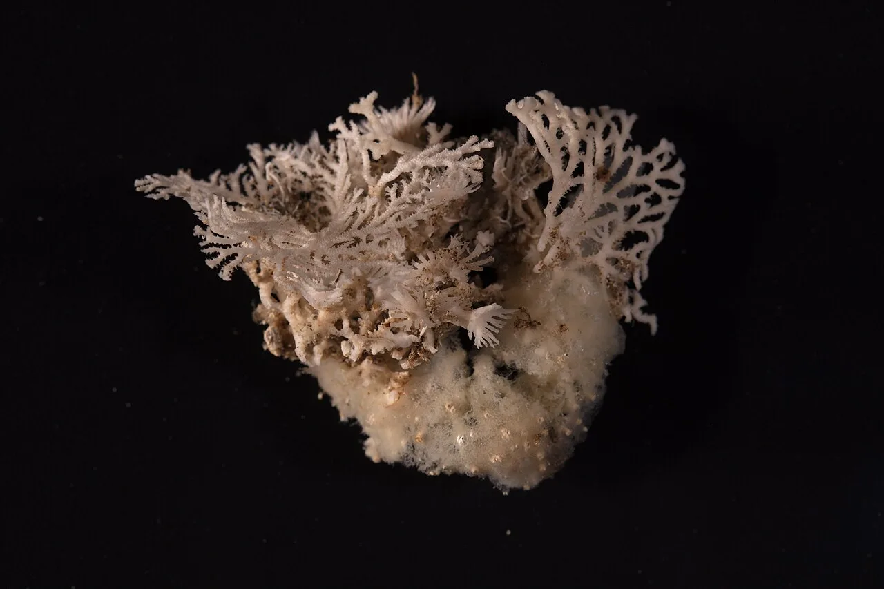 Hydrozoa