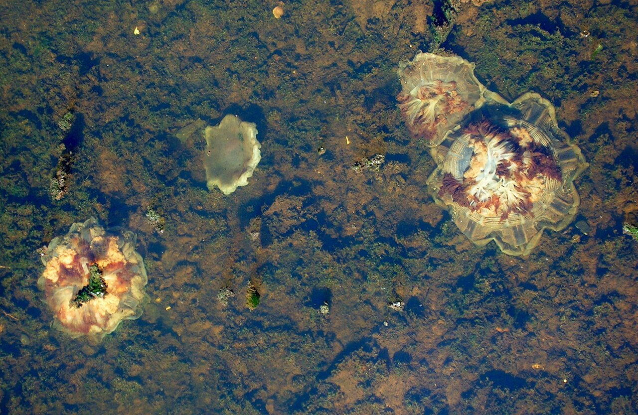 Lion's mane jellyfish