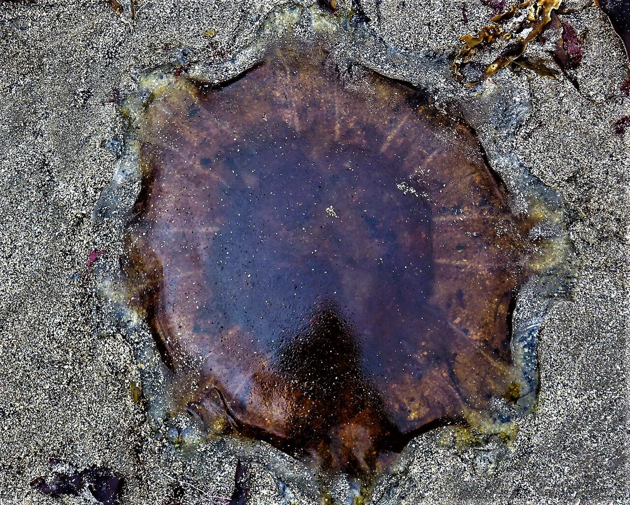 Lion's mane jellyfish