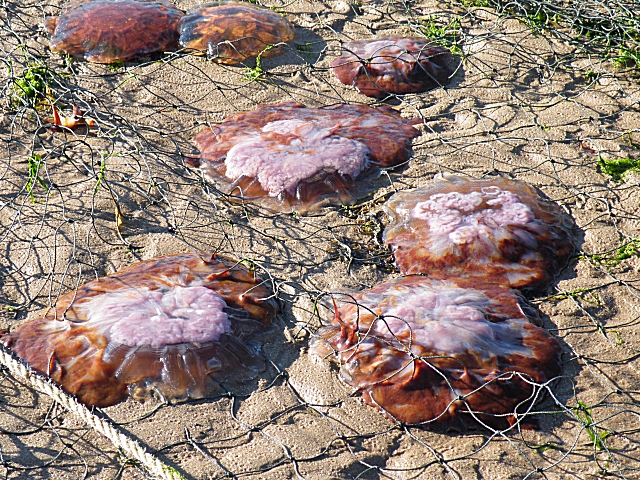 Lion's mane jellyfish