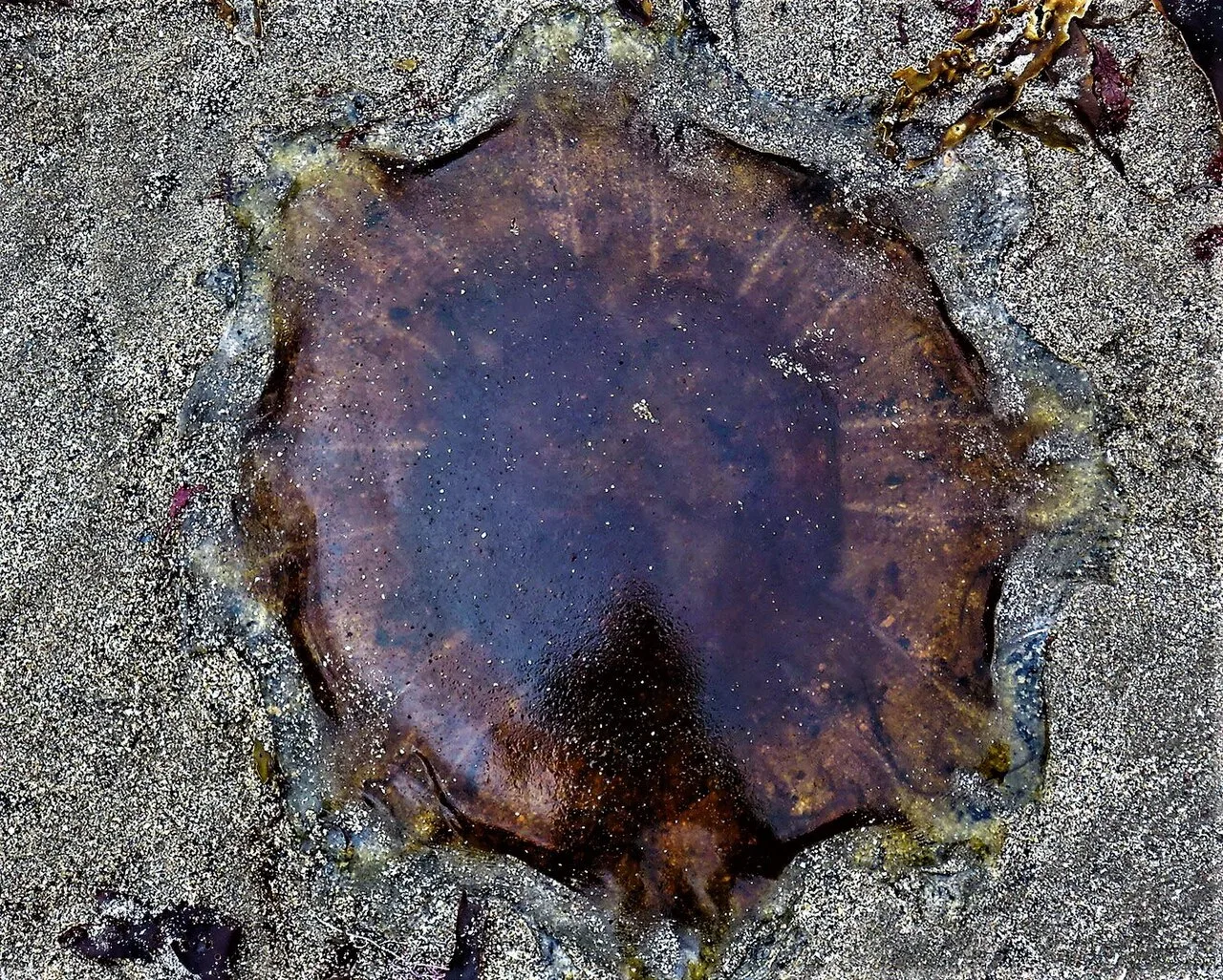 Lion's mane jellyfish