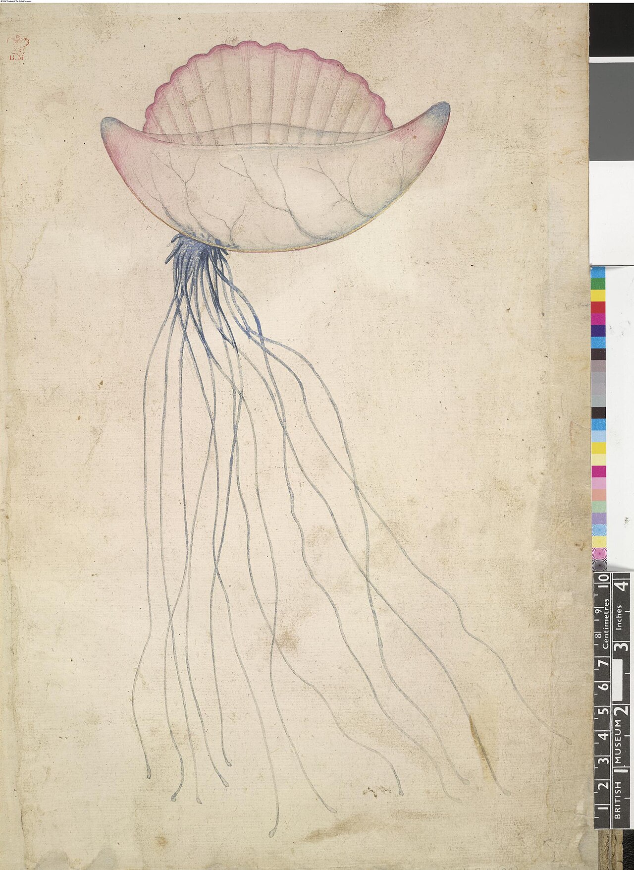 Portuguese man o' war