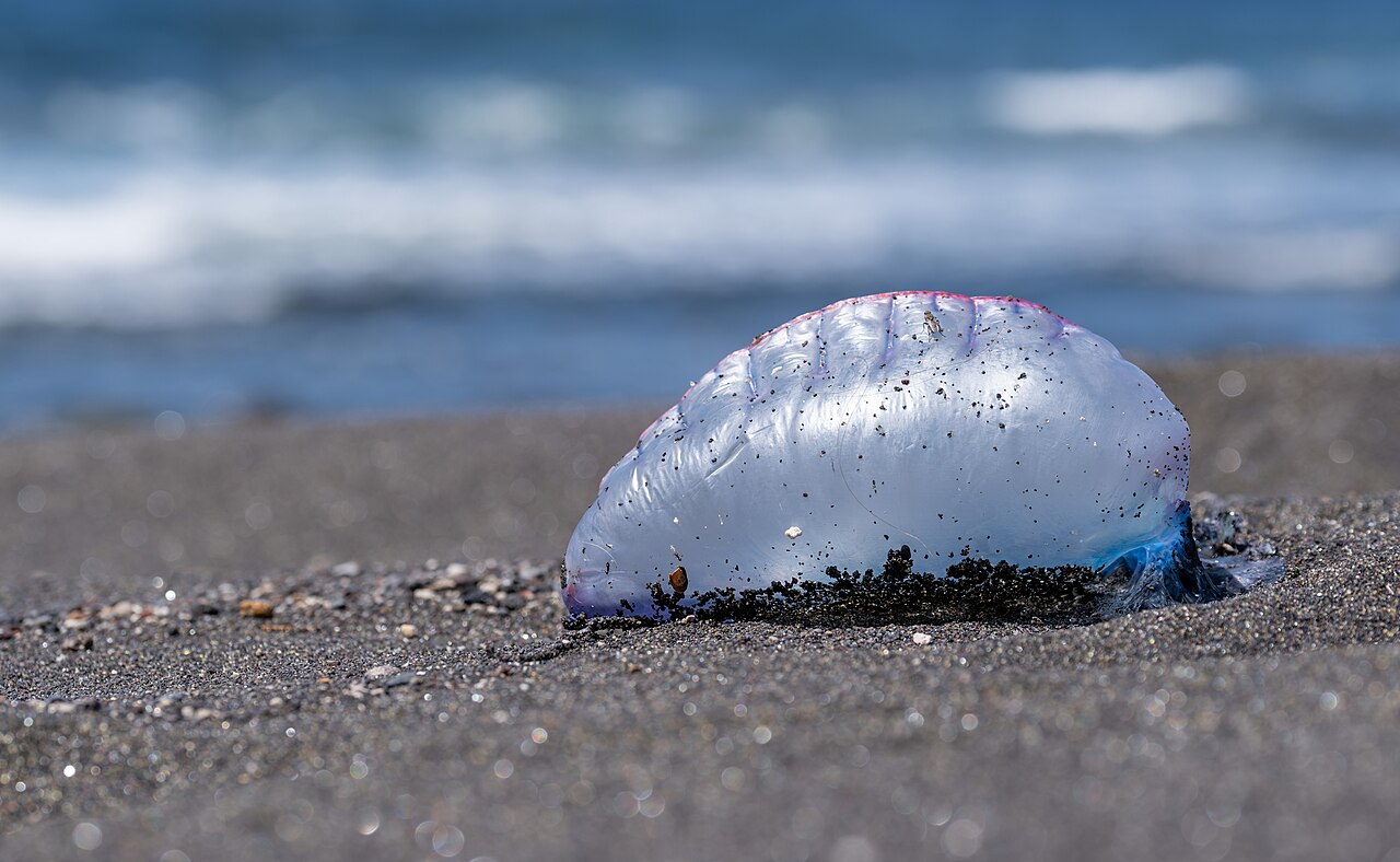 Portuguese man o' war