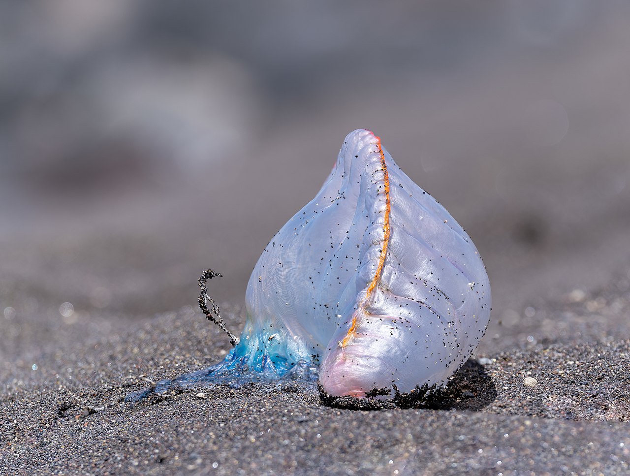 Portuguese man o' war