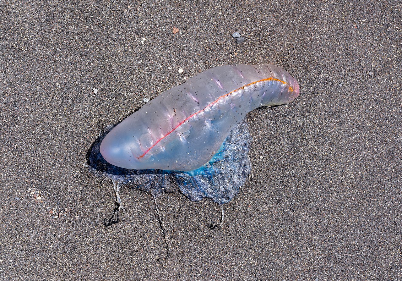 Portuguese man o' war