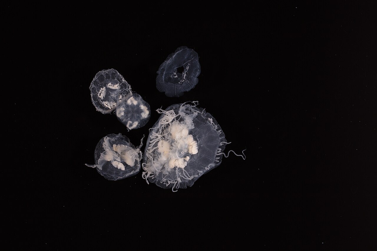 Scyphozoa
