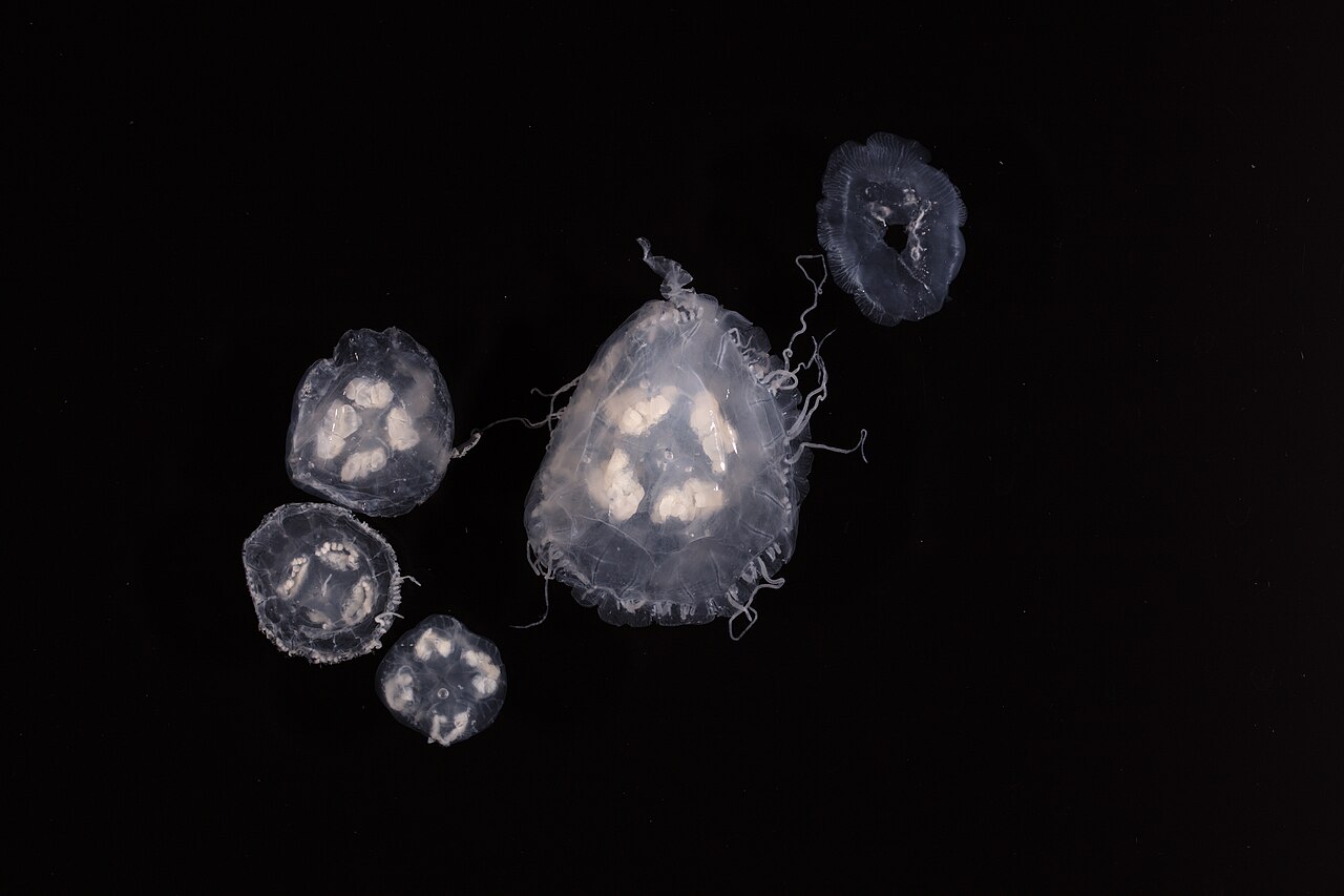 Scyphozoa
