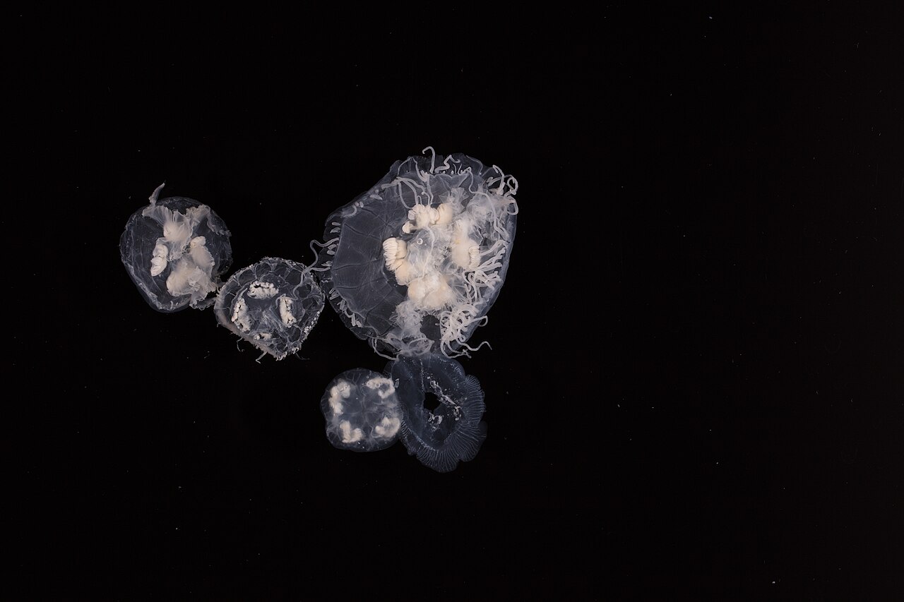 Scyphozoa