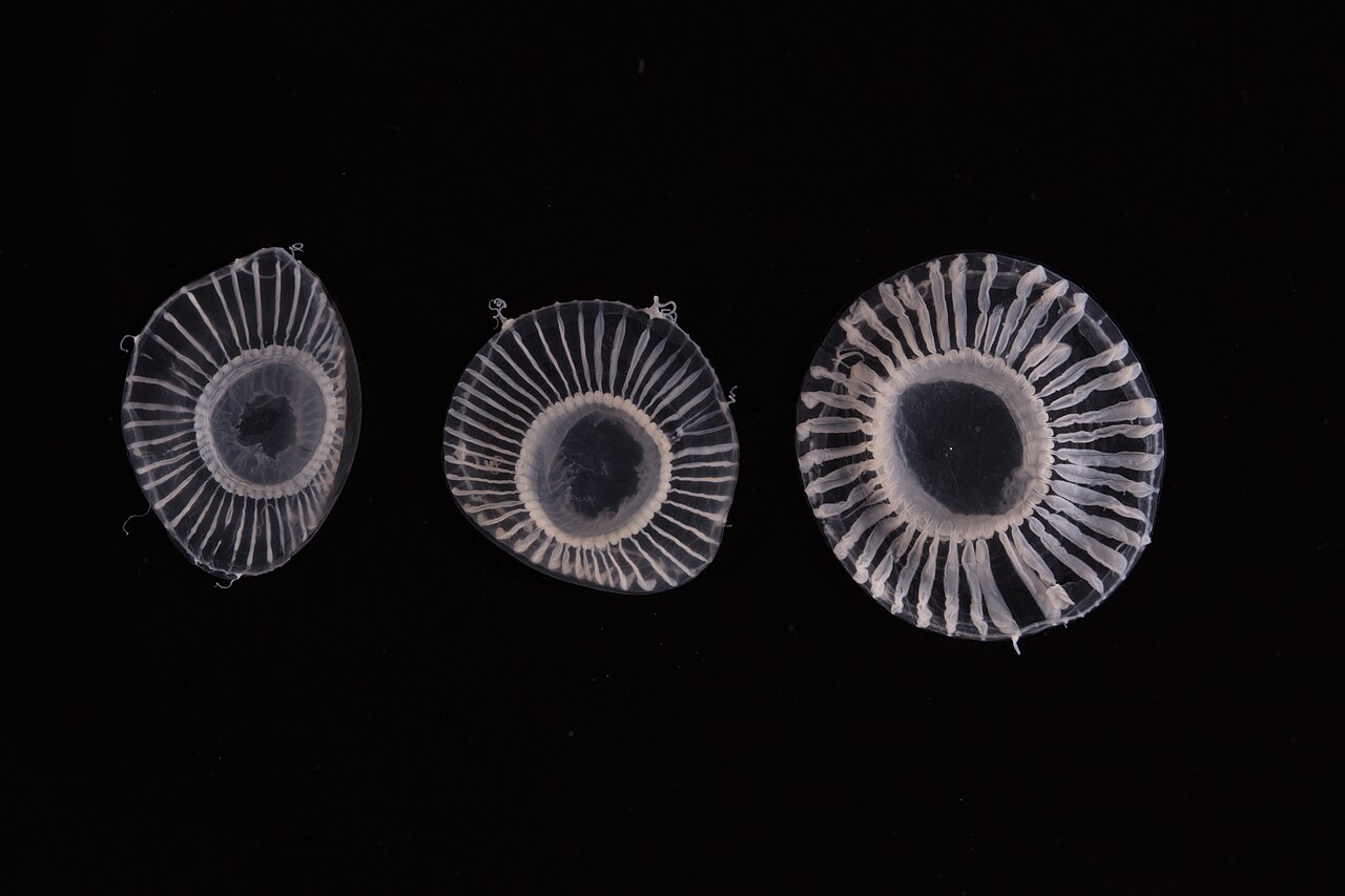 Scyphozoa