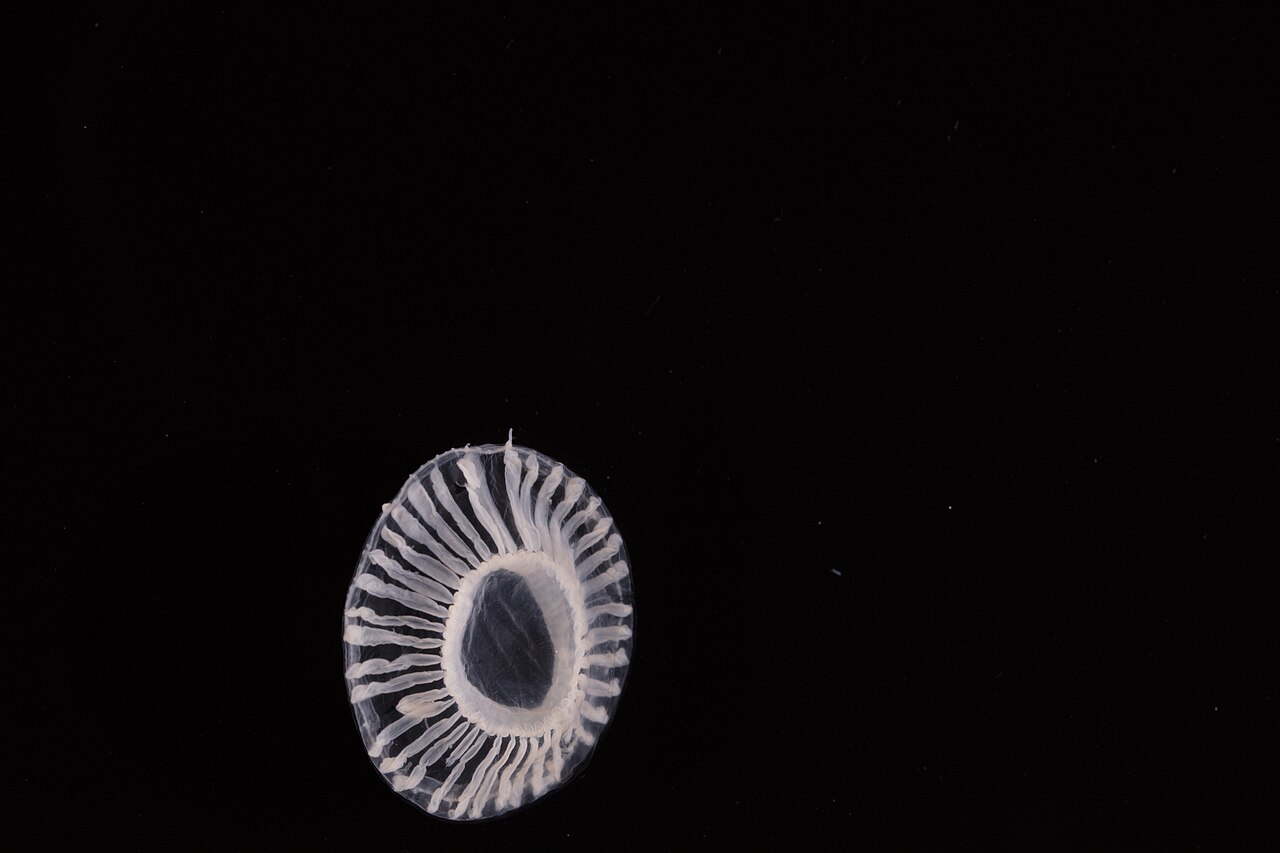 Scyphozoa