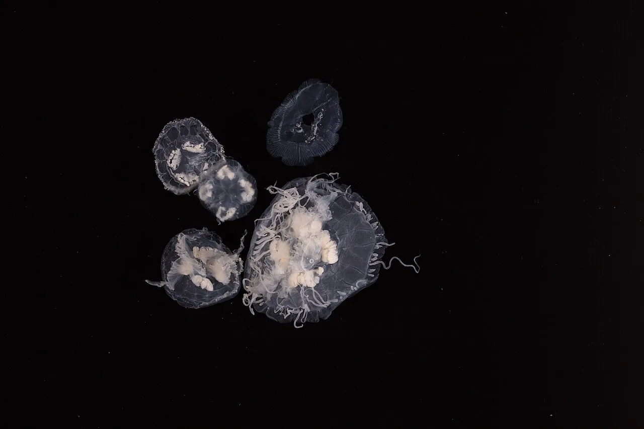 Scyphozoa