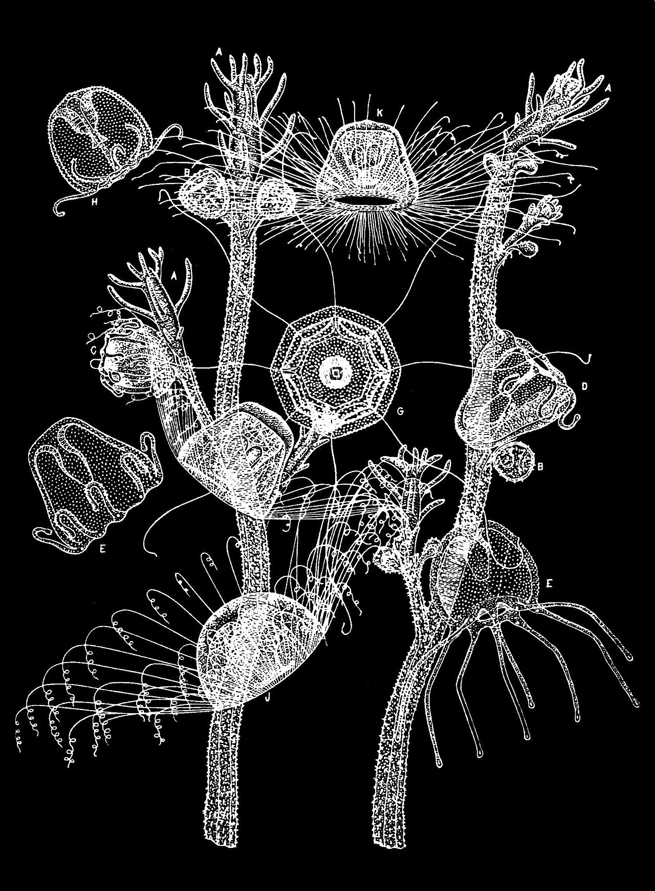 Turritopsis dohrnii