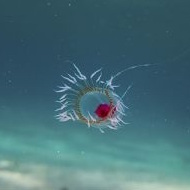 Turritopsis dohrnii