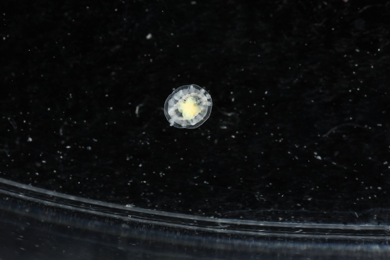 Turritopsis dohrnii